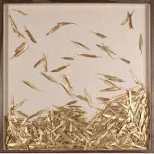 Gold Feathers Shadowbox