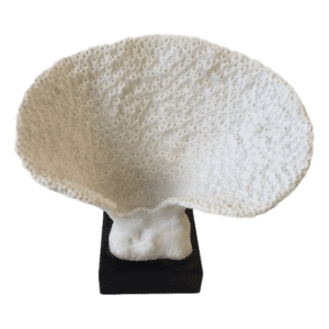 Coral On Stand Large