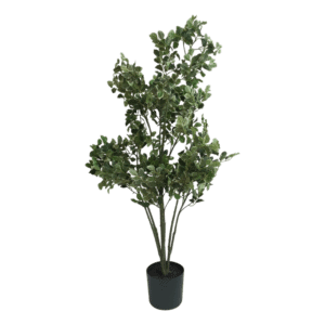 Variegated Leaf Plant 56-inch