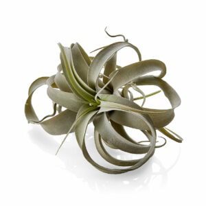 Artificial Air Plant