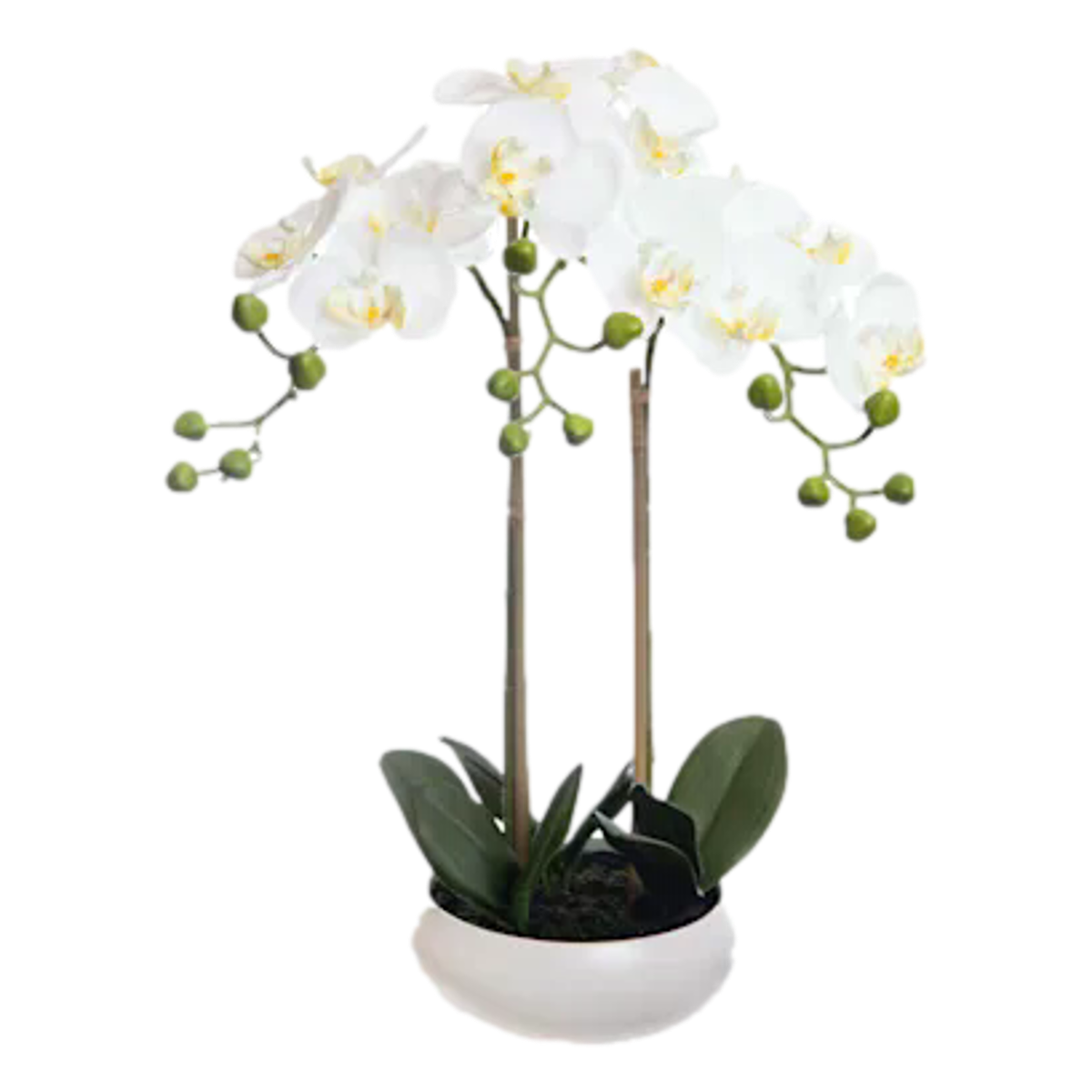 Phalaenopsis Plant